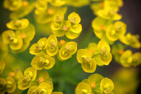 Small and yellow flowersの写真素材
