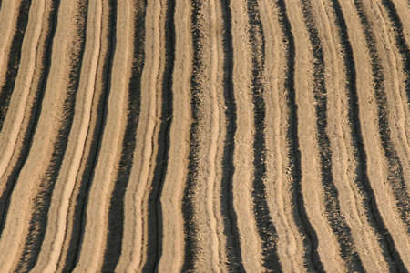 Beds on the acre in the springの写真素材