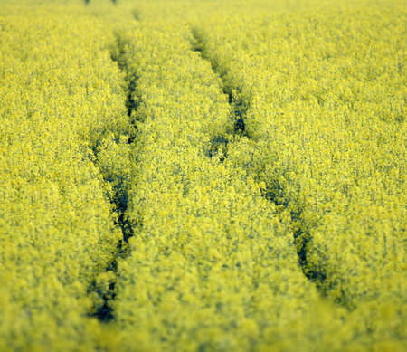 Yellow rape