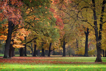 Drive in the park with colorful treesの写真素材