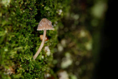 Mushroom on the trunk covered by moss