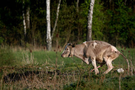 Young cow on the chain at the pasturageの写真素材