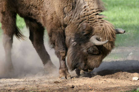 Bison with horns and long fur on the meadowの写真素材