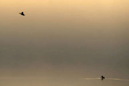 Two ducks on a like in the mistの写真素材