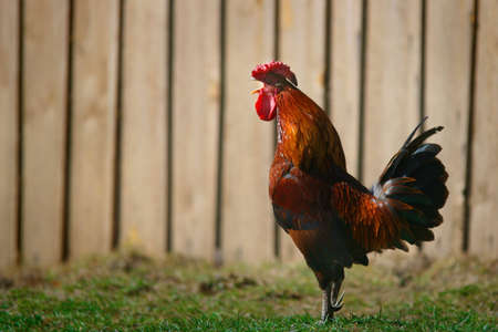 Rooster near wooden wall on the grassの写真素材