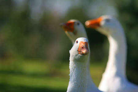 Tree goose on a fresh air in the gardenの写真素材