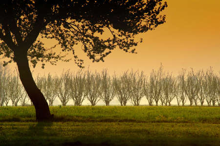 Branches of the single tree on the first plane