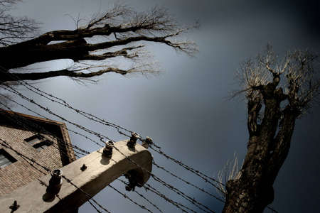 Barbed wire and big trees in the cloudless day