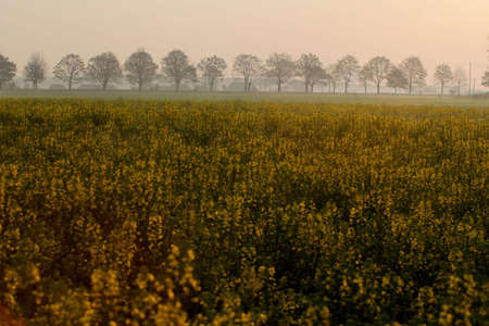 Flowers of rape in the cloudy morning