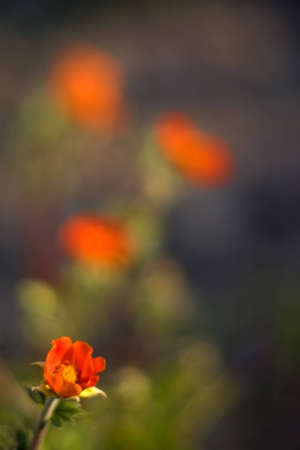 Red flower in the garden with beautifulの写真素材