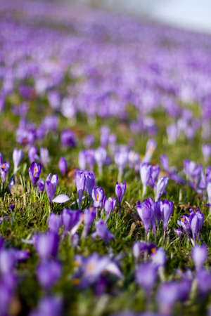 Meadow full of corcuses in the spring dayの写真素材