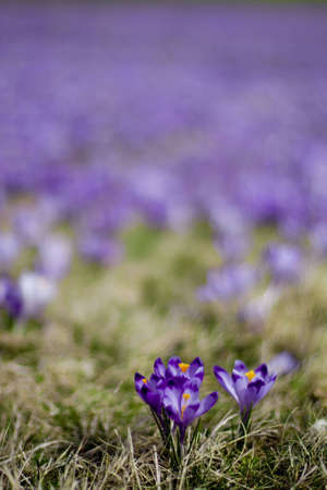 Small crocuses on the meadowの写真素材