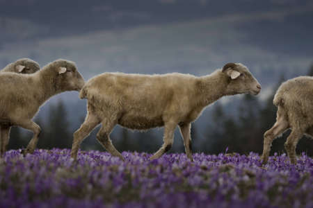 Rams on the grass