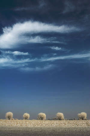 White trees and blue skyの写真素材