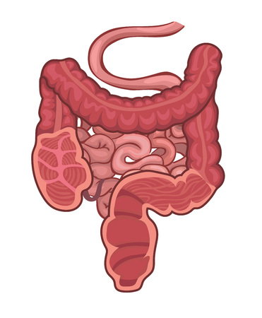 Intestinal tract system for medical and educational diagram.のイラスト素材
