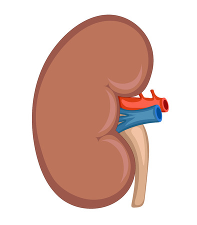 Health kidney for medical and educational diagram.のイラスト素材
