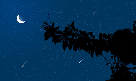 Beautiful night sky landscape in forest with moon and stars
