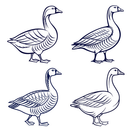 Set of contour illustrations of a goose on a white background.のイラスト素材