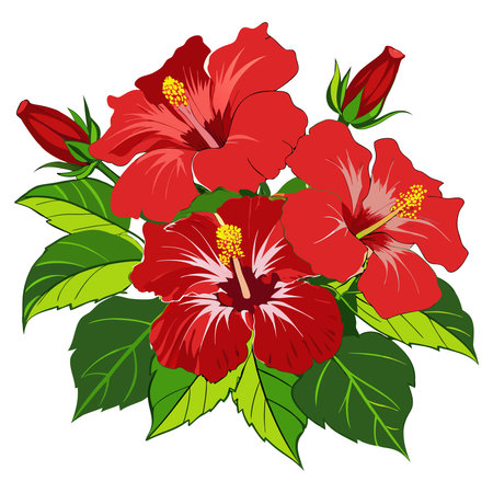 Red hibiscus flowers isolated on white background. Vector illustration.のイラスト素材
