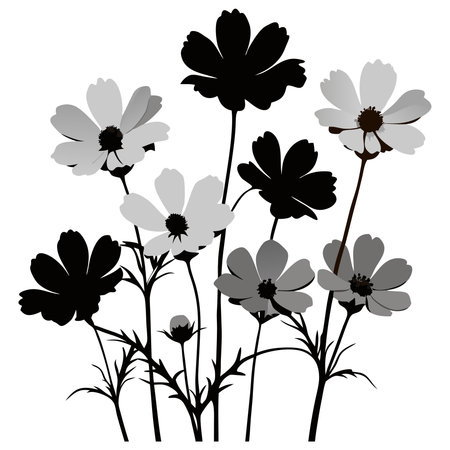 Cosmos flowers silhouettes isolated on white background. Vector illustration.のイラスト素材