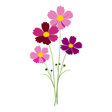 cosmos flowers icon over white background. colorful design. vector illustrationのイラスト素材