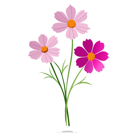 Cosmos flowers isolated on white background. Vector illustration. Eps 10のイラスト素材