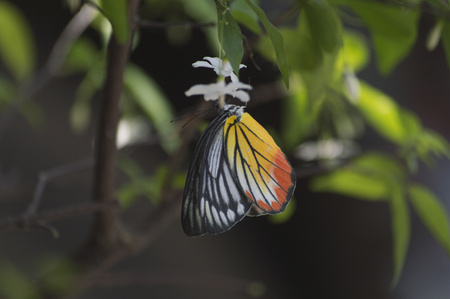 Butterflyの写真素材