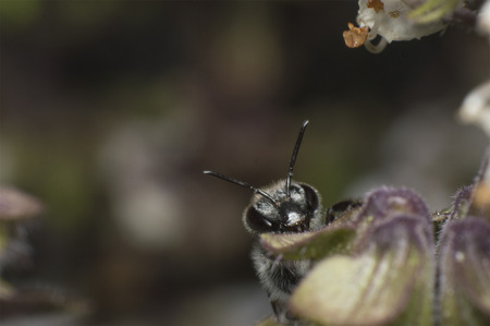 Bee On Flower, Close Up Macro