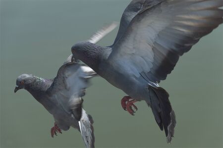 flying pigeonの写真素材