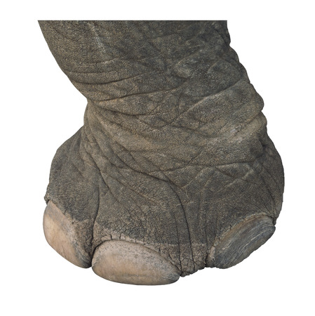 elephant leg isolatedの写真素材