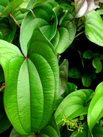 green leaf background