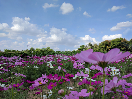 beautiful flower on blue sky backgroundの写真素材
