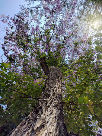 tree, bottom view