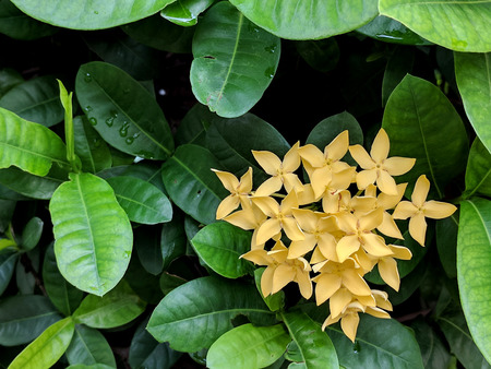 yellow spike flower