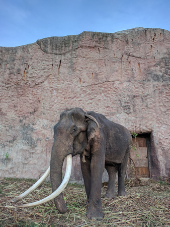 old asian elephant with old stone background
