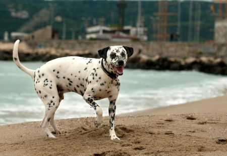 Beautiful dalmatian dog on the beachの写真素材