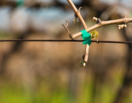emergence of new leaves on the vine. system for tyingの写真素材