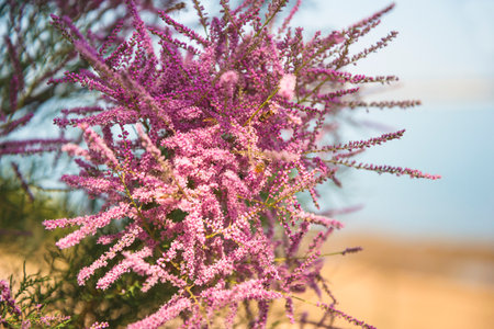 Pink Calluna vulgaris flowers on the beach, close-upの写真素材