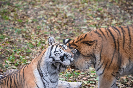 Close up of two tigers playing together in the zoo, Thailand.