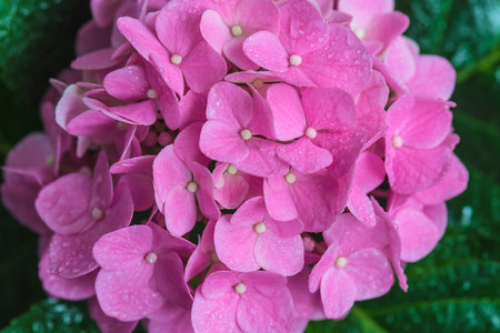 Pink hydrangea flower with raindrops. close up.の写真素材