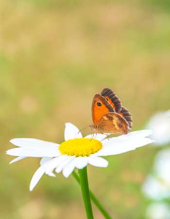 butterfly on camomile flower, closeup of photo