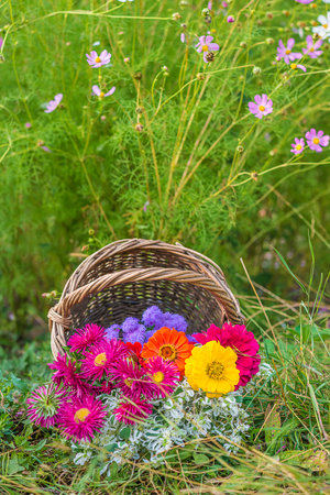 Wicker basket with colorful flowers on green grass in the garden.の写真素材