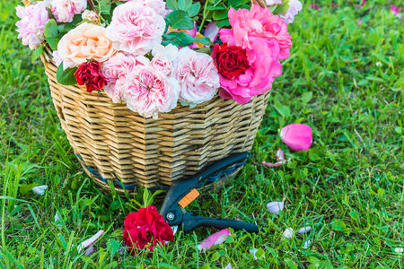 Basket with roses on the grass in the garden, stock photoの写真素材