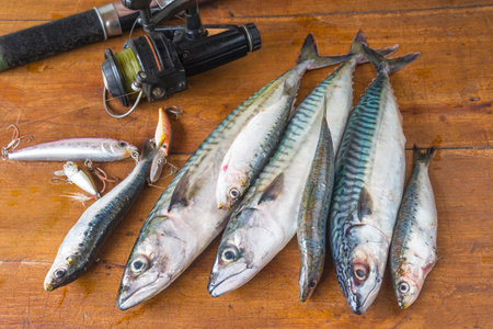 Fresh mackerel fish on a wooden background with fishing rod.