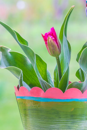 pink tulips in a vase on a background of green grass
