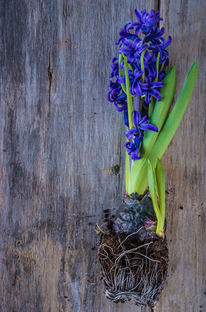 Blue hyacinths on a wooden background. spring flowers.の写真素材