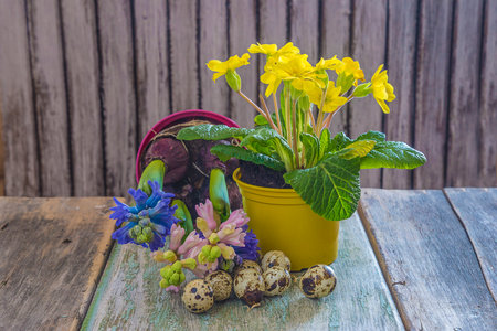 Easter still life with primrose, hyacinth and quail eggsの写真素材