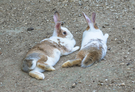 two rabbits lying on the ground in the garden, close-upの写真素材