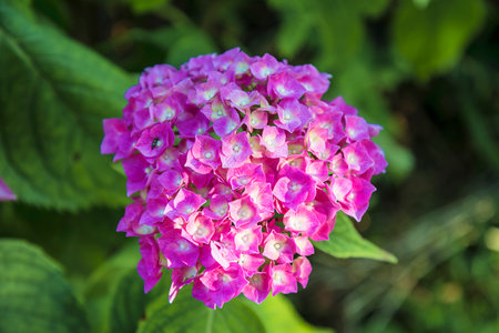 Pink Hydrangea macrophylla flower in garden, Thailand.