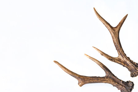 Deer antlers isolated on white background with copy space for textの写真素材